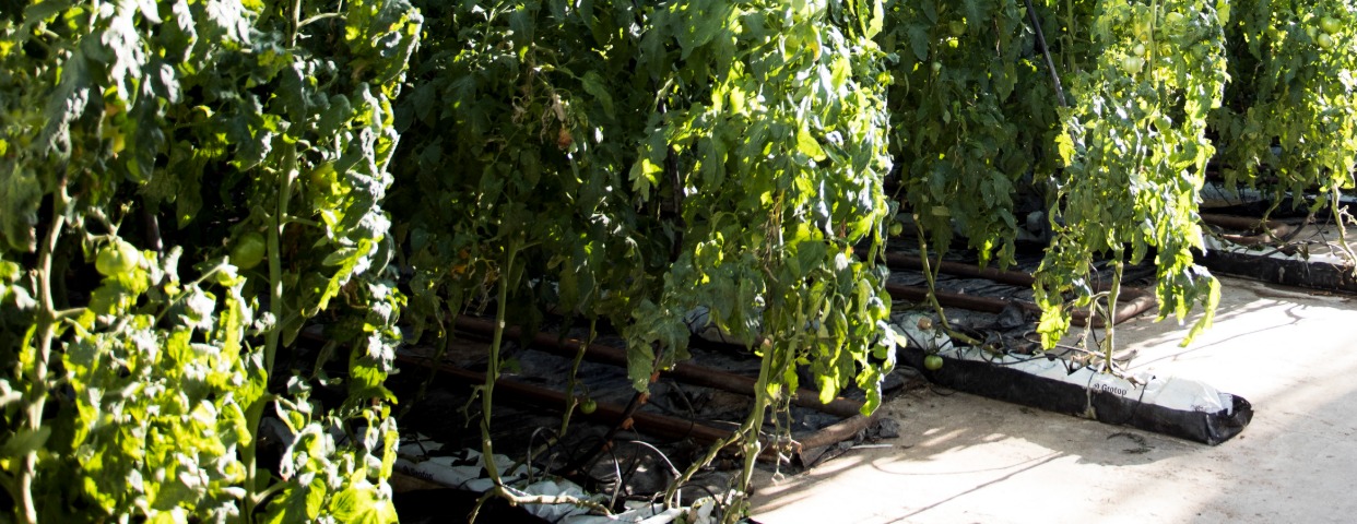 Imagen de cabecera de Peón Horticultor