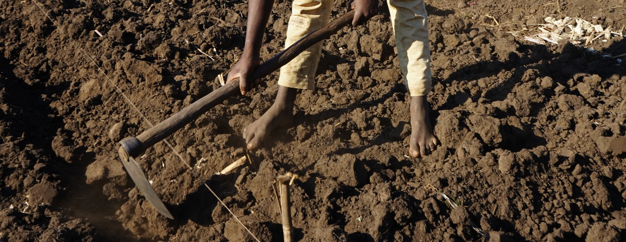 Imagen de cabecera de Project coordination in Mozambique